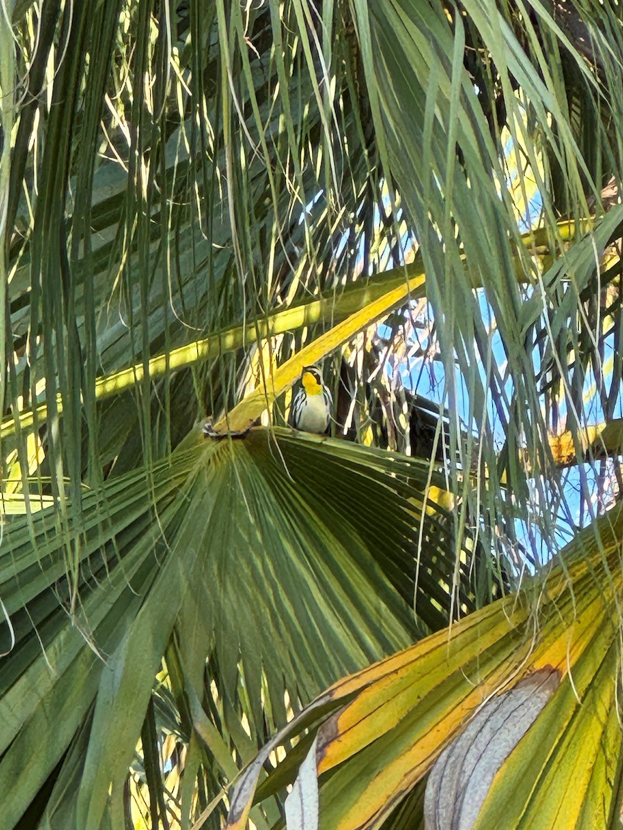 Paruline à gorge jaune - ML646009660