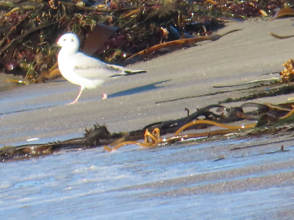 Mouette de Bonaparte - ML646009661