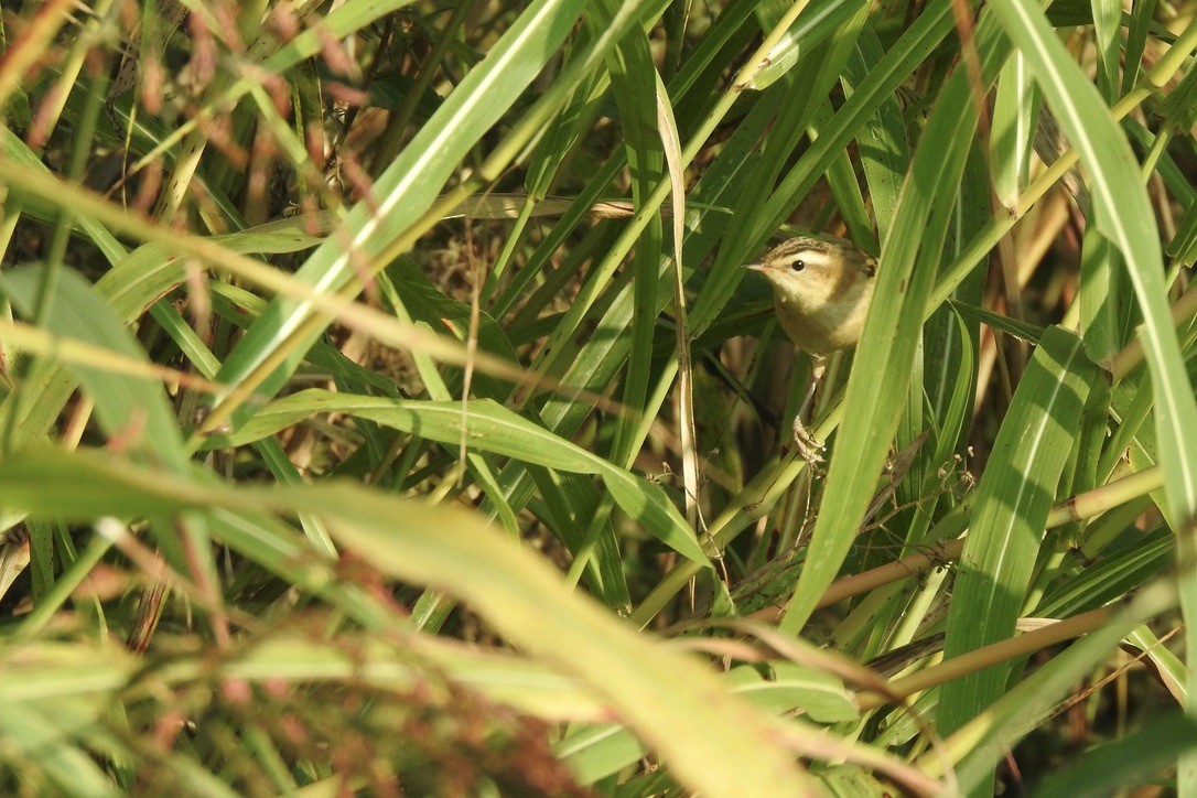 Phragmite des joncs - ML646009663