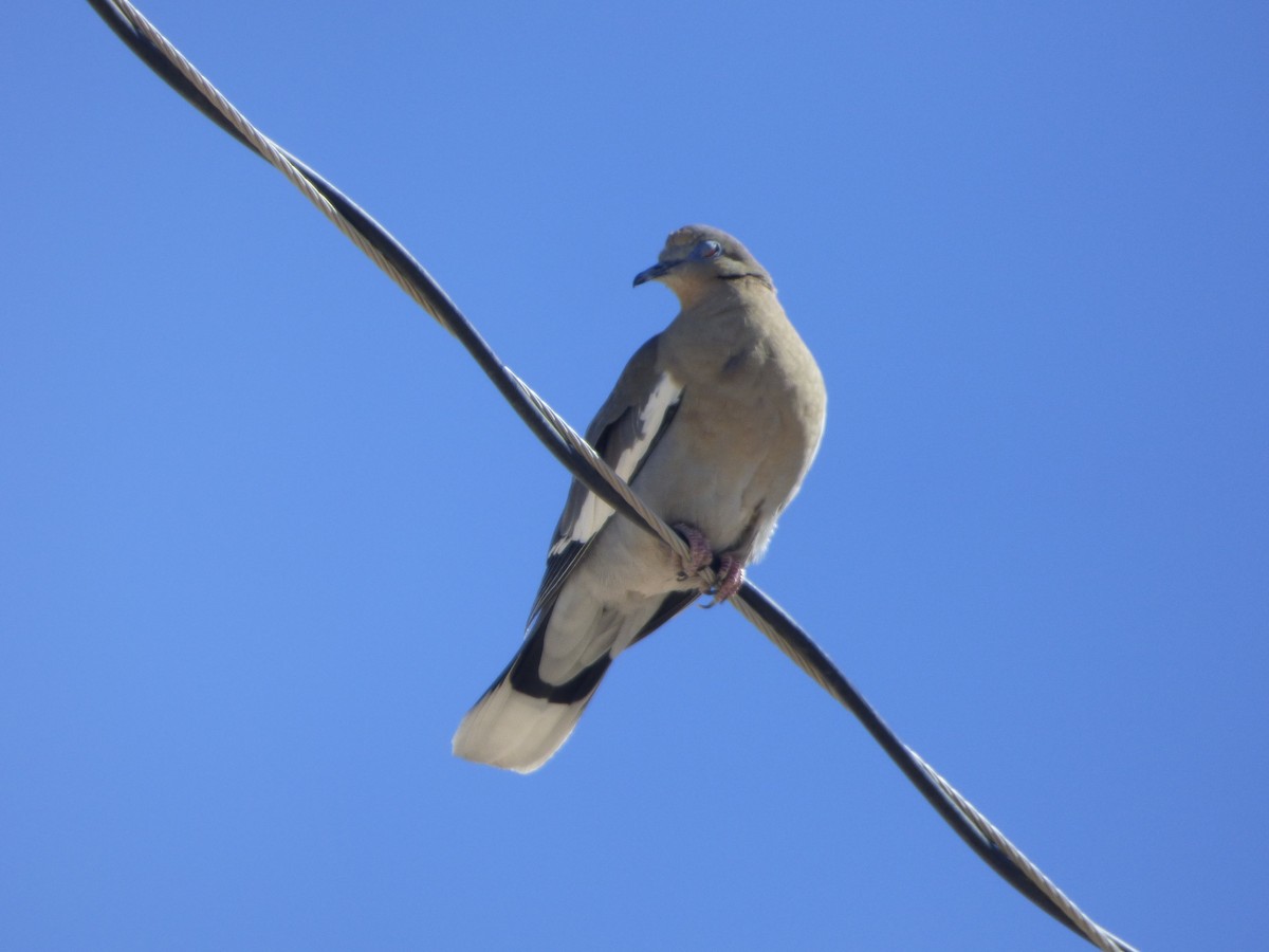 Tourterelle à ailes blanches - ML646009664