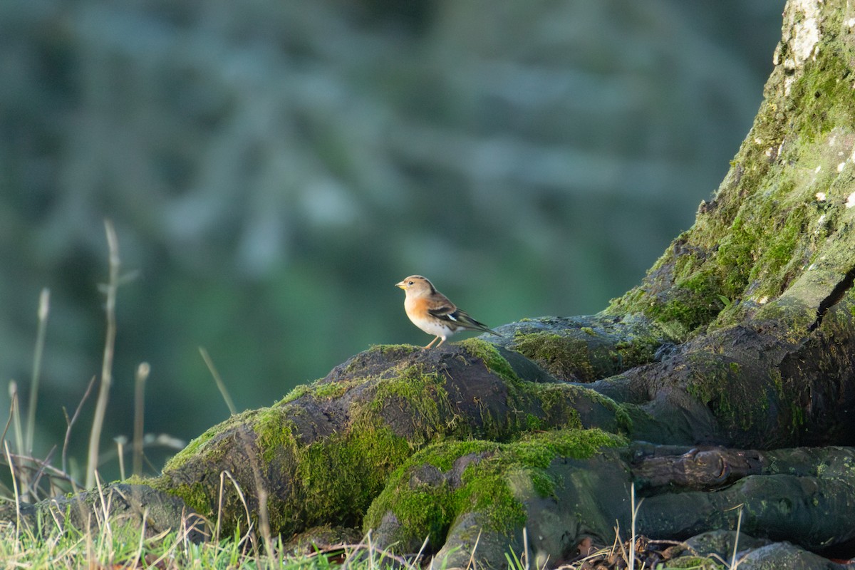 Pinson du Nord - ML646009665