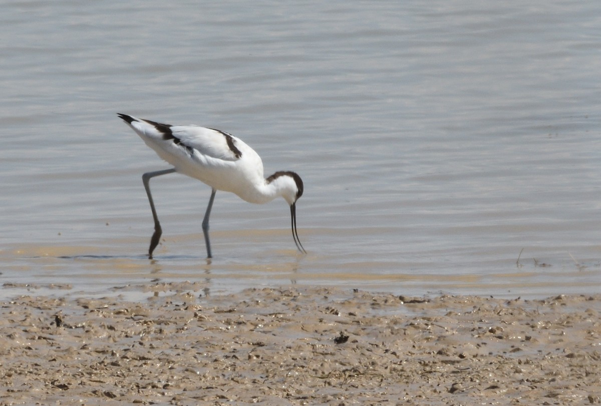 Avocette élégante - ML646009666