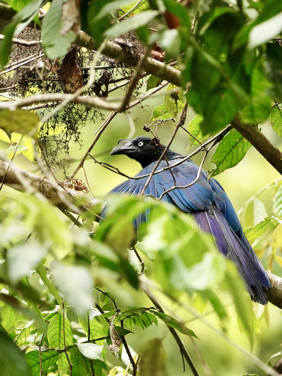 Ani des palétuviers - ML646009667