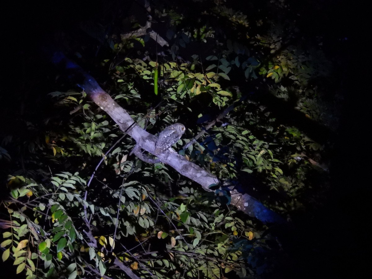 Petit-duc africain - ML646009668