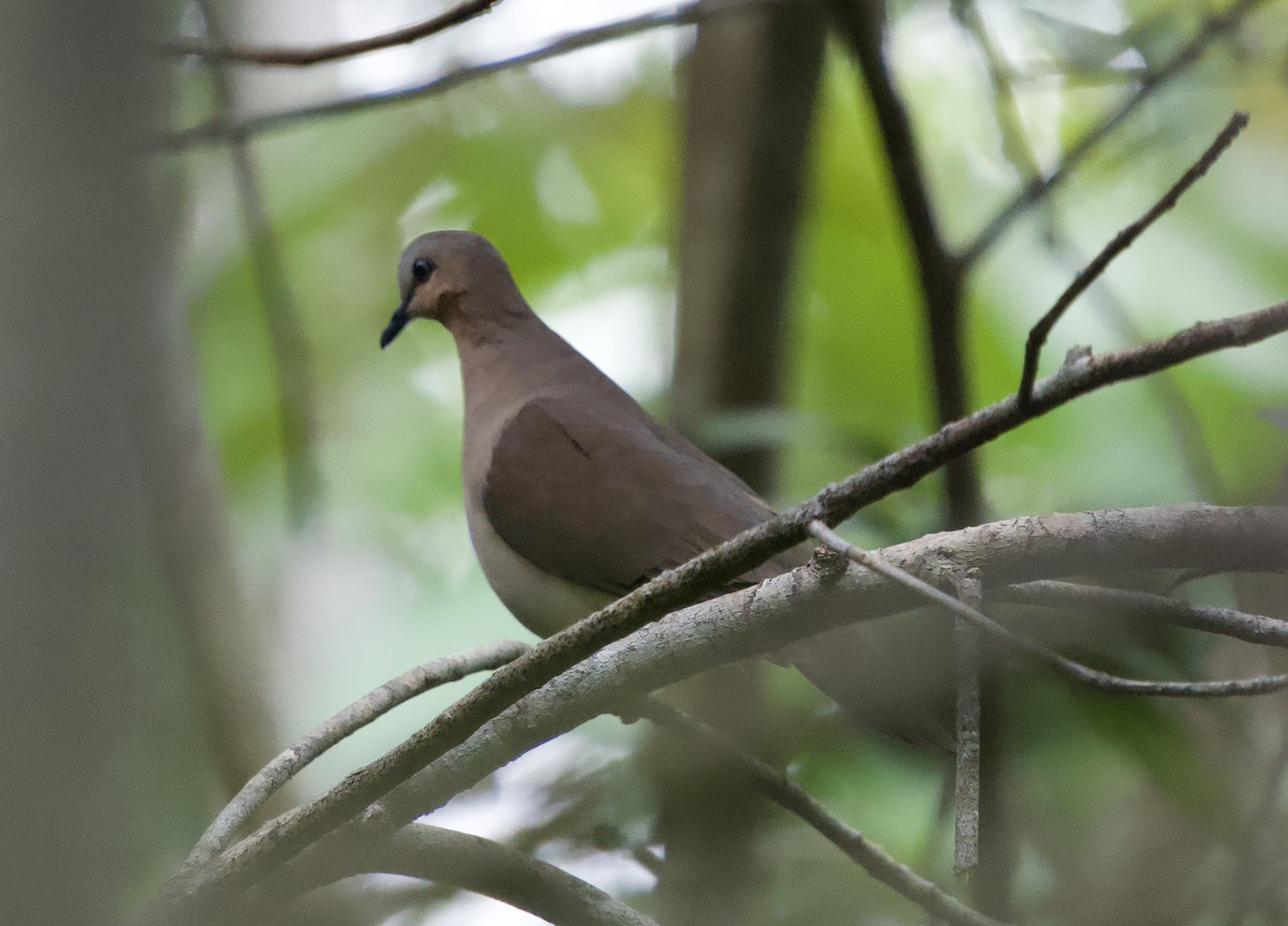 Colombe à front gris - ML646009669