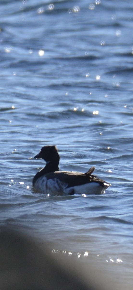 Bernache cravant - ML646009670