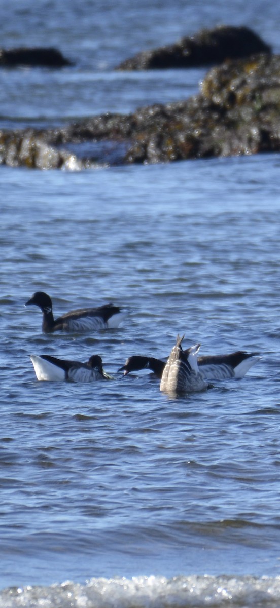 Bernache cravant - ML646009671