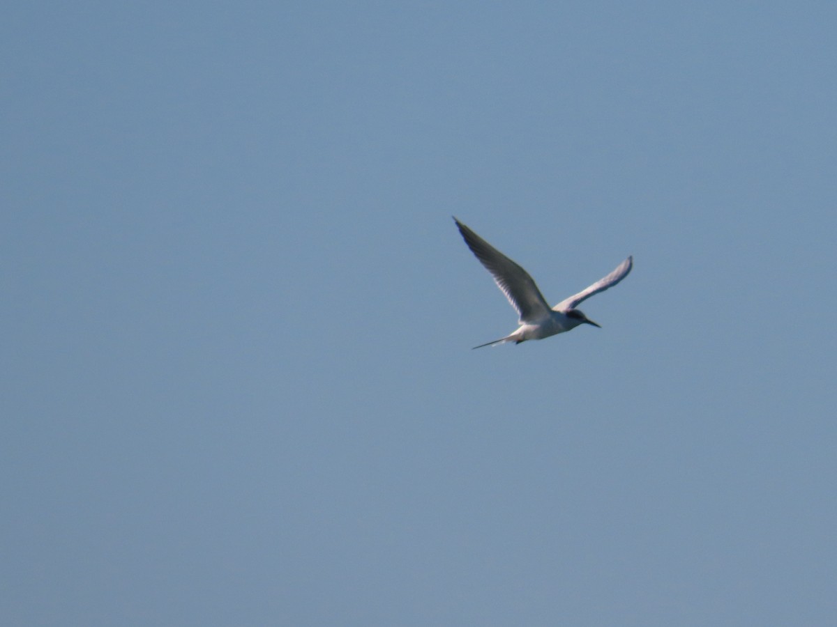 Sterne de Forster - ML646009673