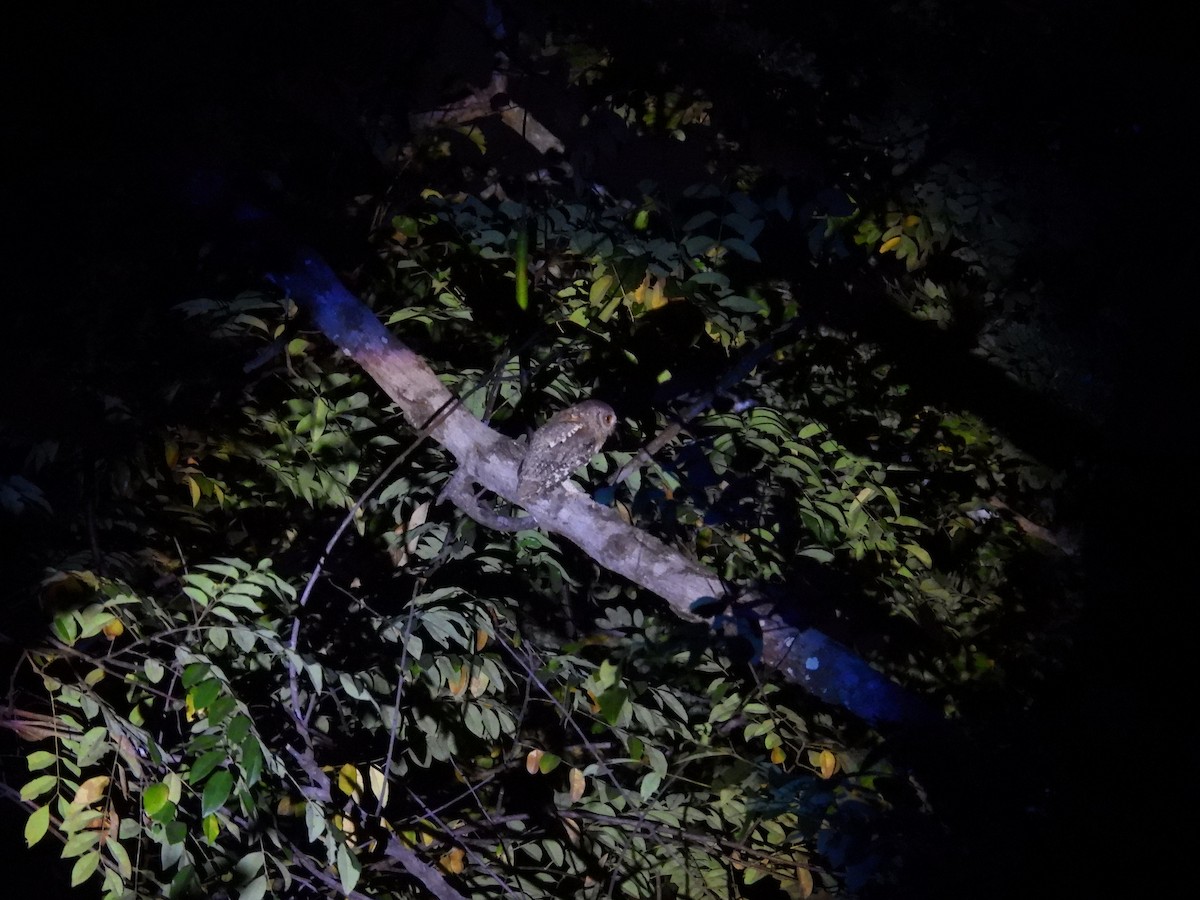 Petit-duc africain - ML646009675