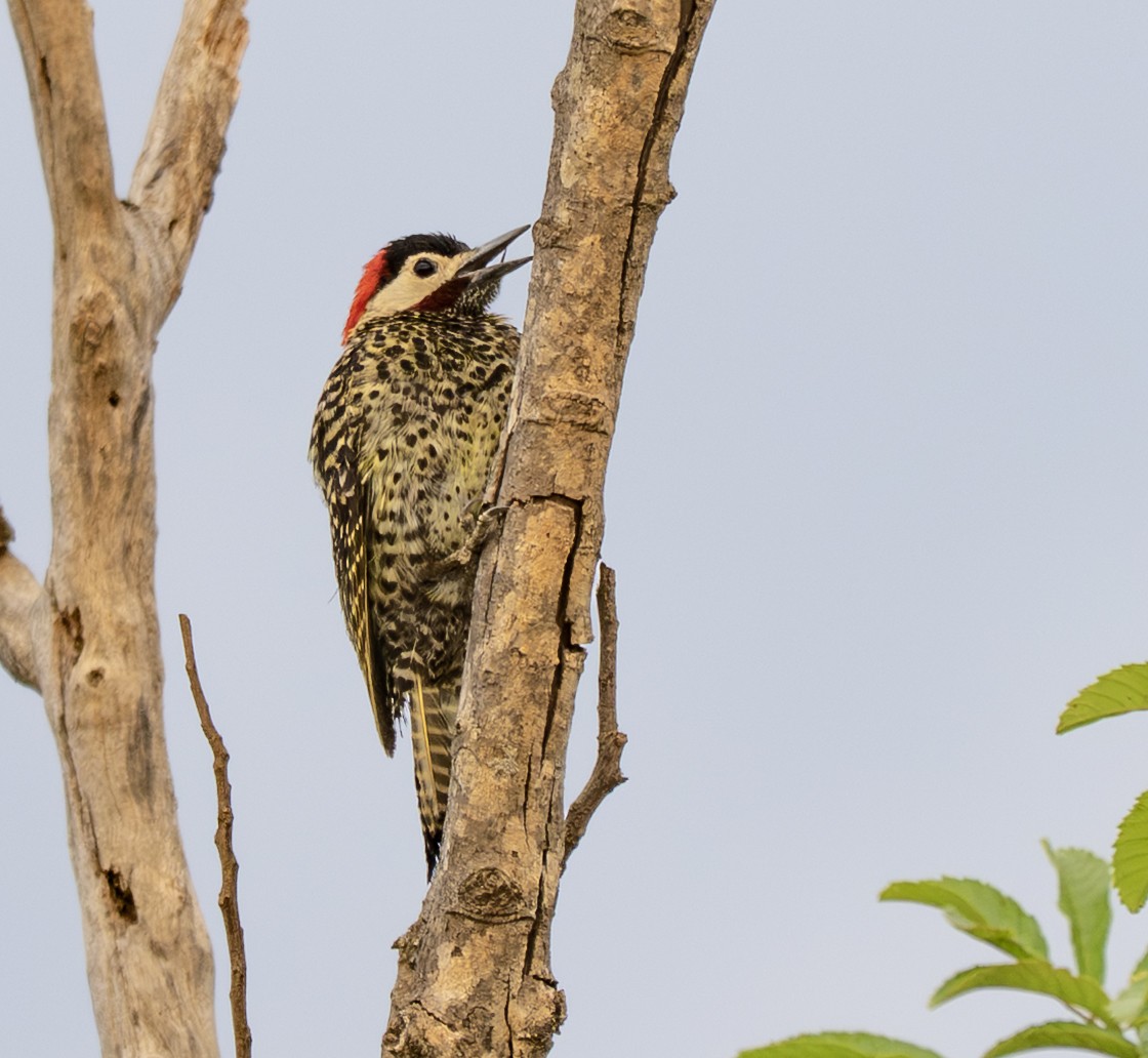 Pic vert et noir - ML646009676