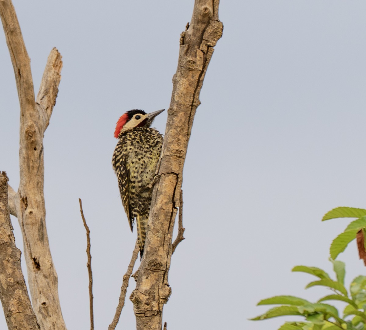 Pic vert et noir - ML646009677