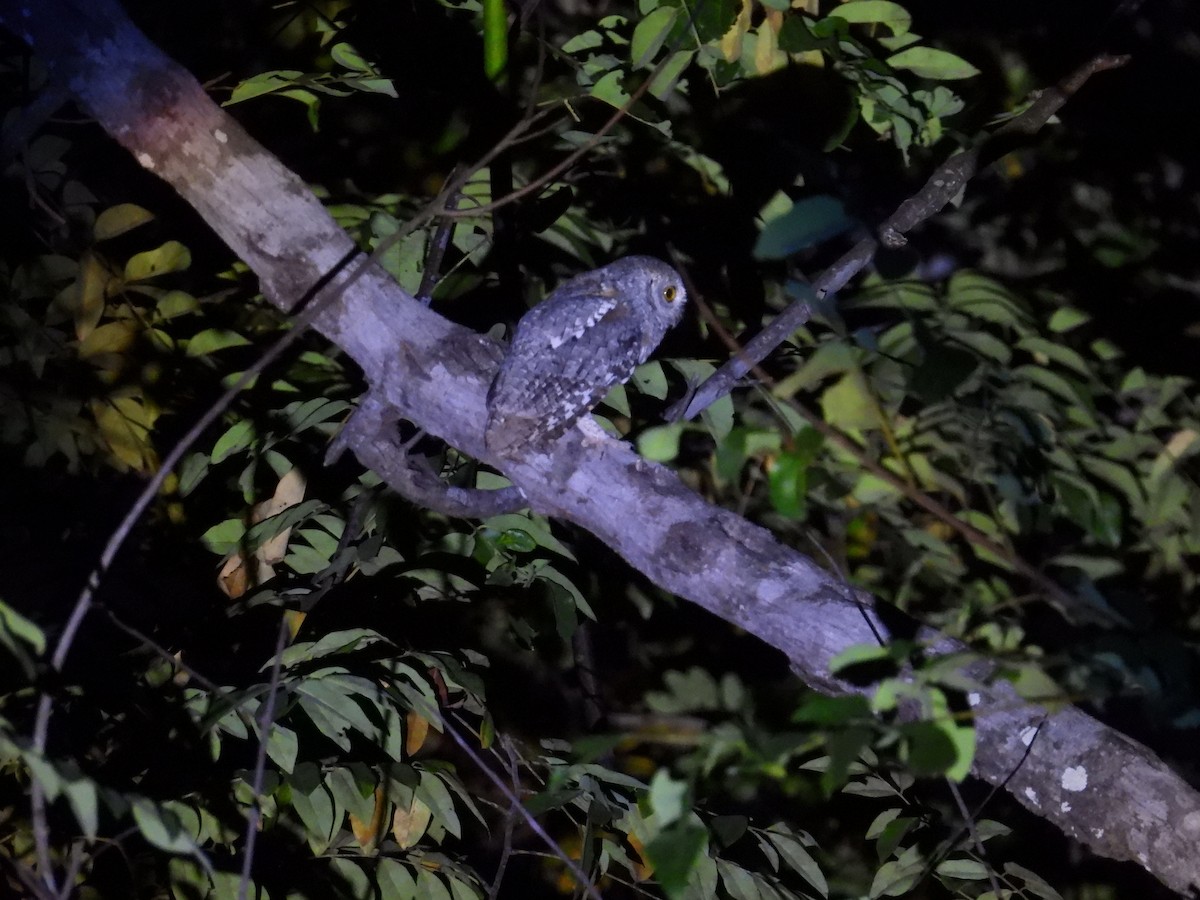 Petit-duc africain - ML646009680