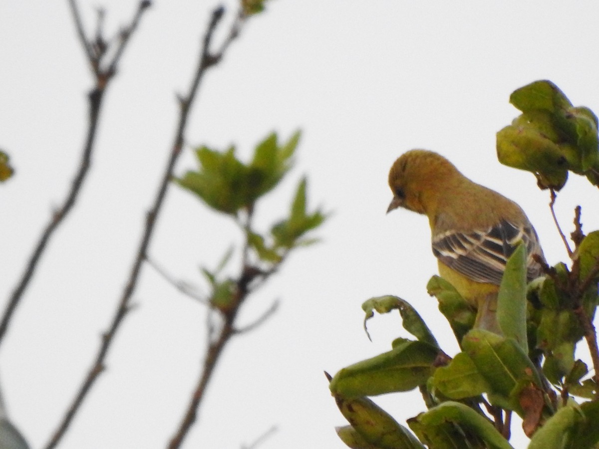 Oriole des vergers - ML646009681