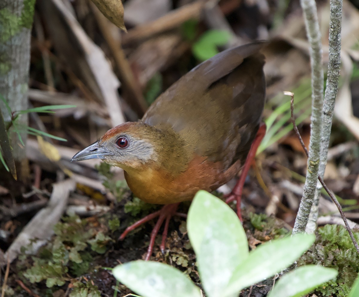 Râle kiolo - ML646009683