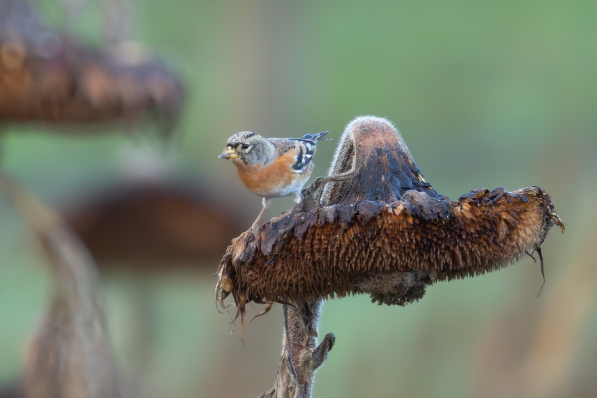 Pinson du Nord - ML646009684