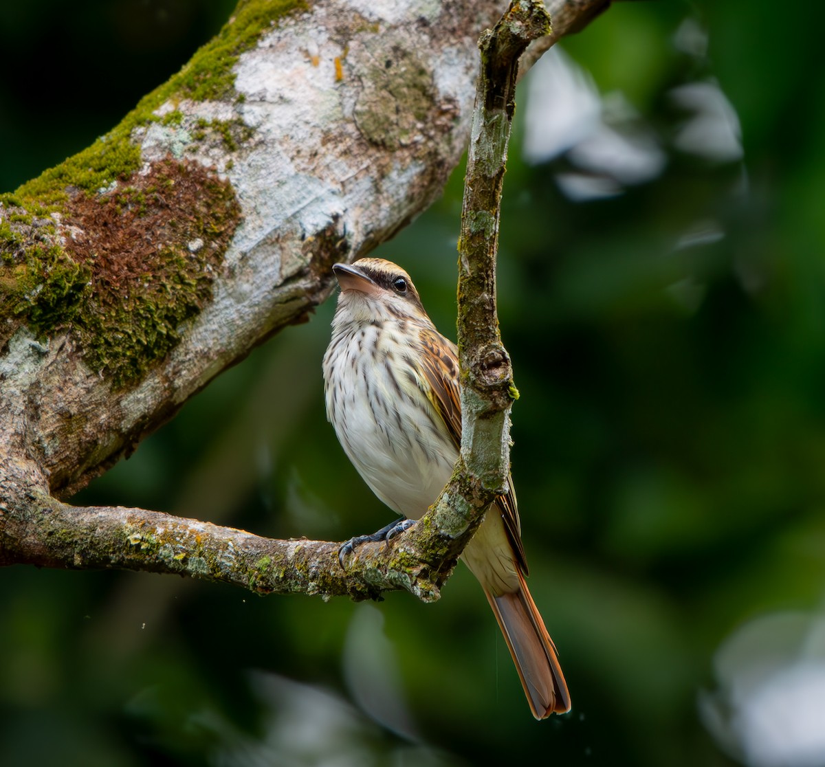 Tyran audacieux - ML646009687