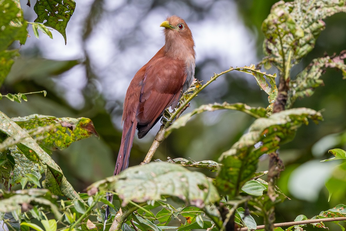 Piaye écureuil - ML646009688