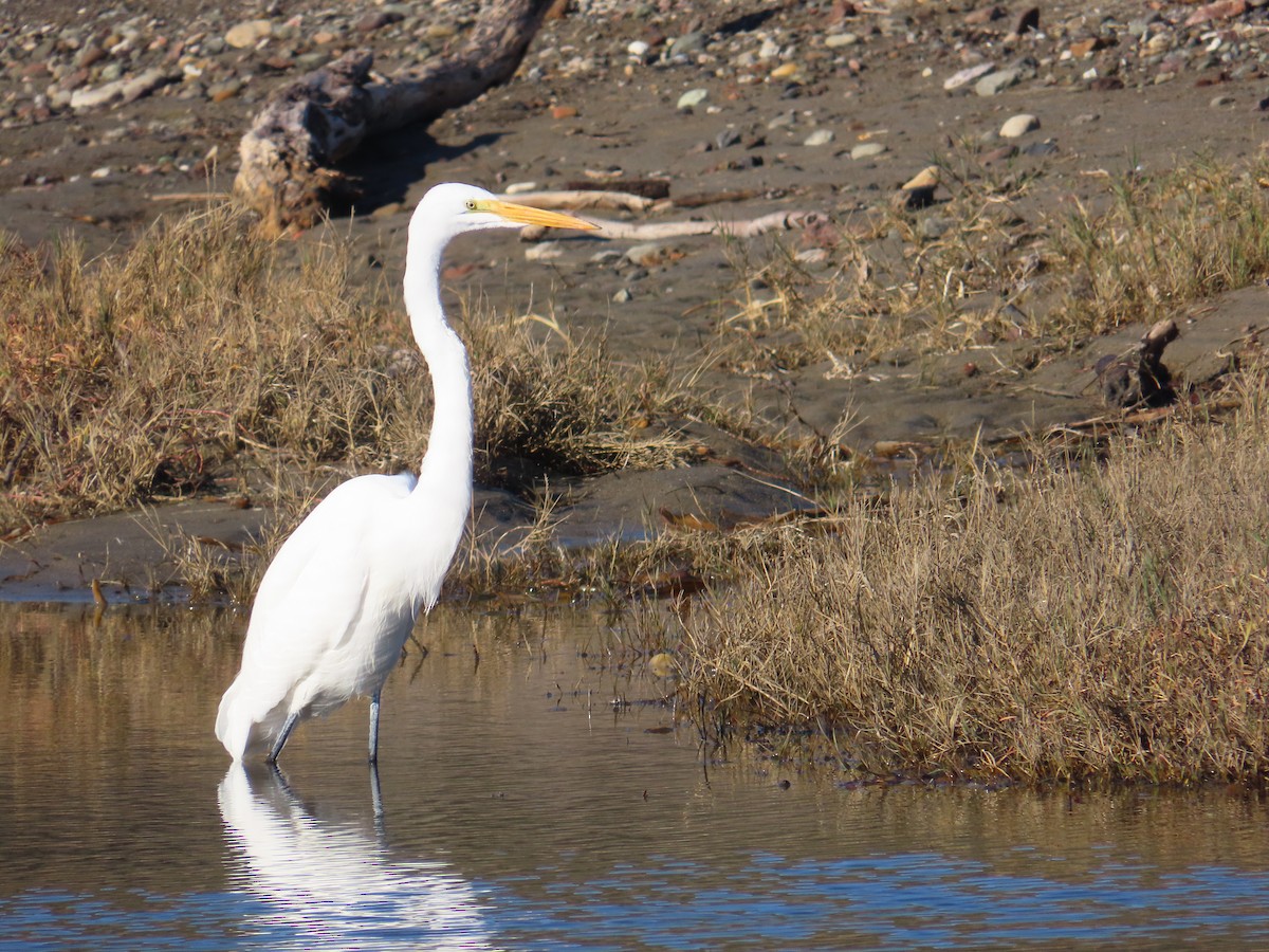 Great Egret - ML646009689