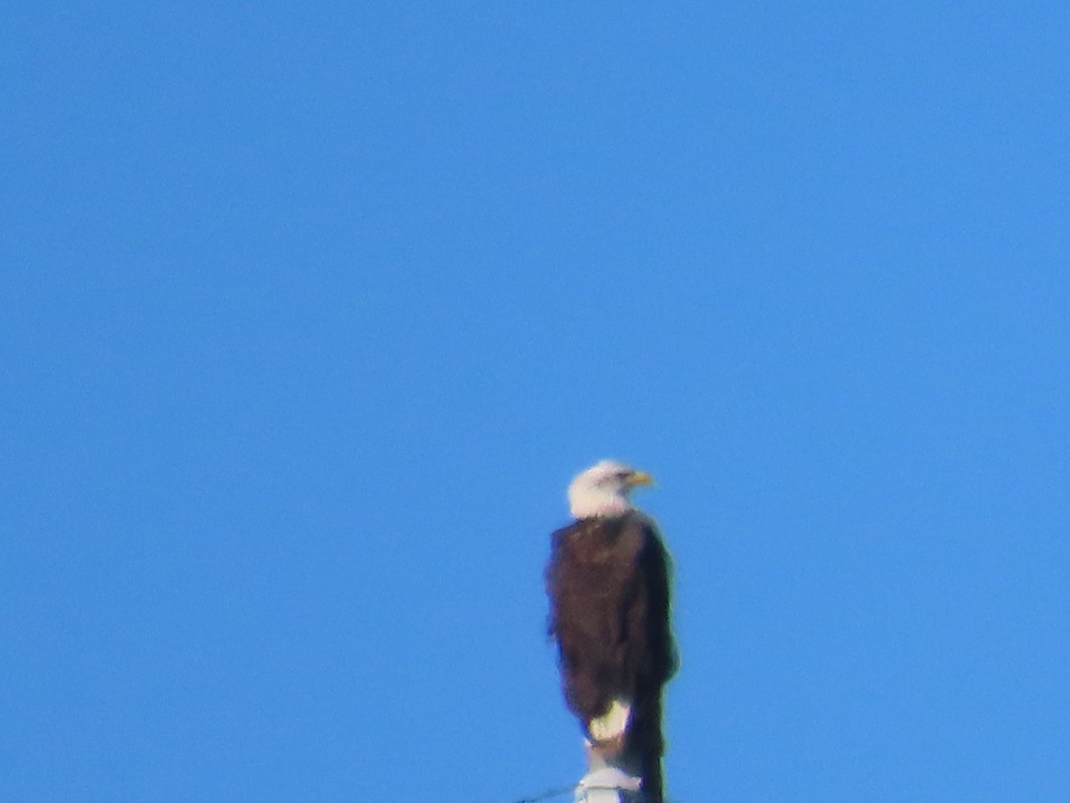 Bald Eagle - ML646009694