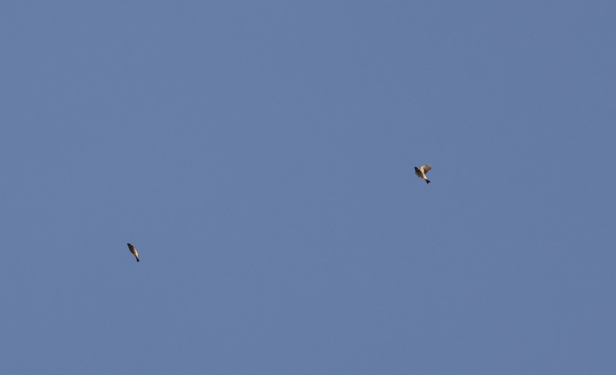 Purple Finch (Eastern) - ML646009703