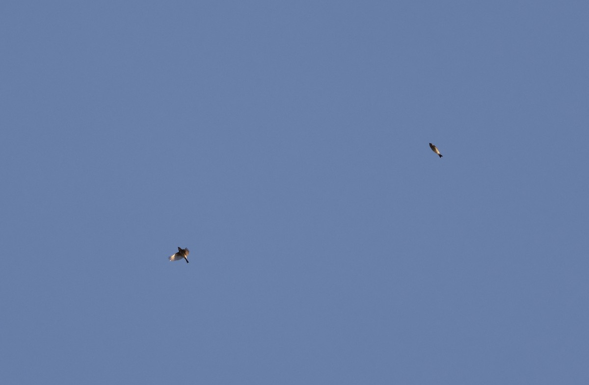 Purple Finch (Eastern) - ML646009704