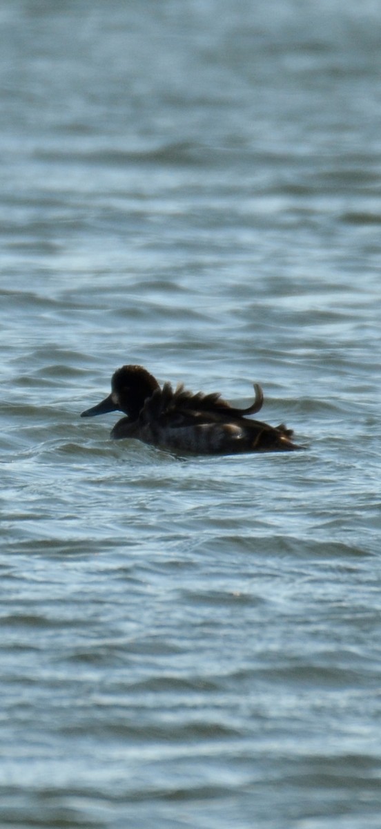 Lesser Scaup - ML646009706