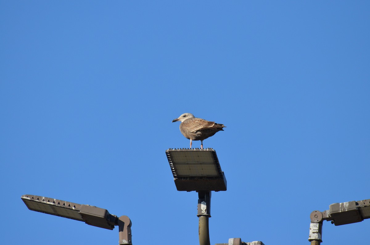 Lesser Scaup - ML646009707