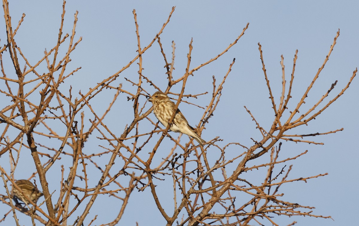 Purple Finch (Eastern) - ML646009715