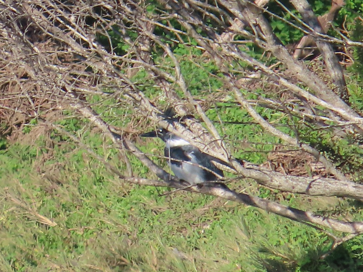Belted Kingfisher - ML646009719