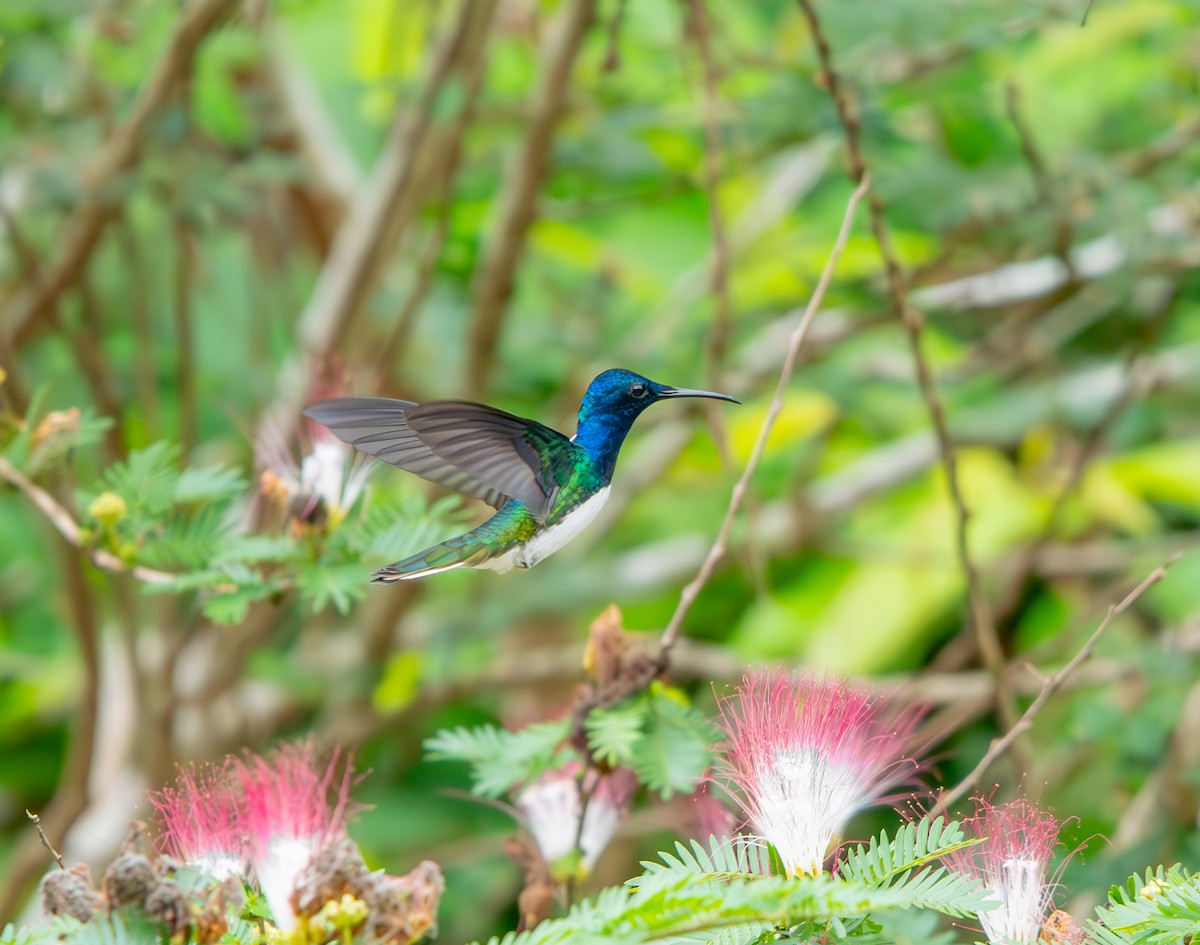 White-necked Jacobin - ML646009720