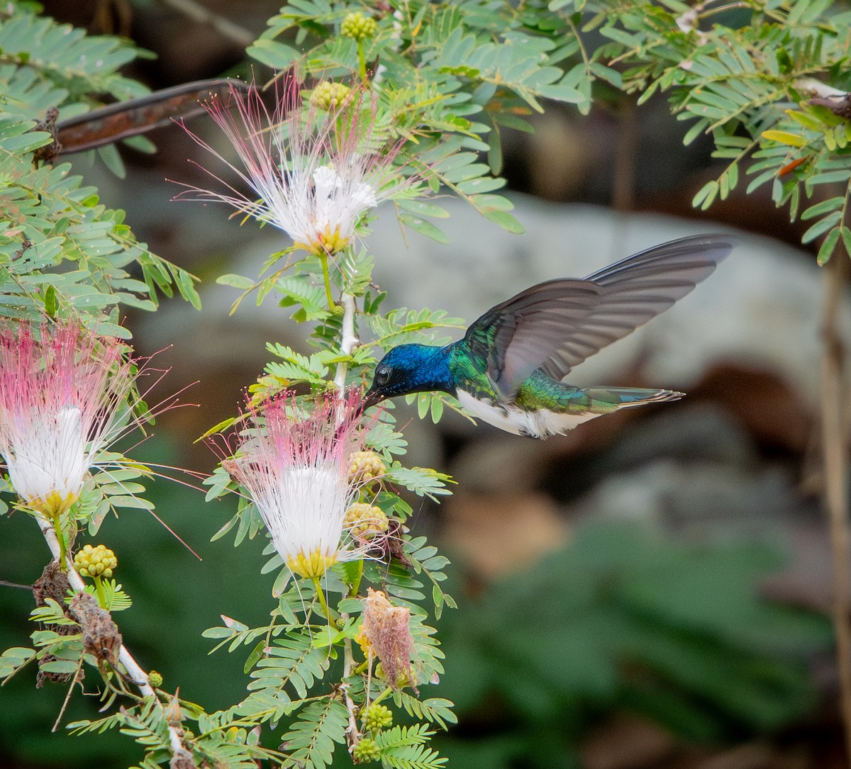 White-necked Jacobin - ML646009721