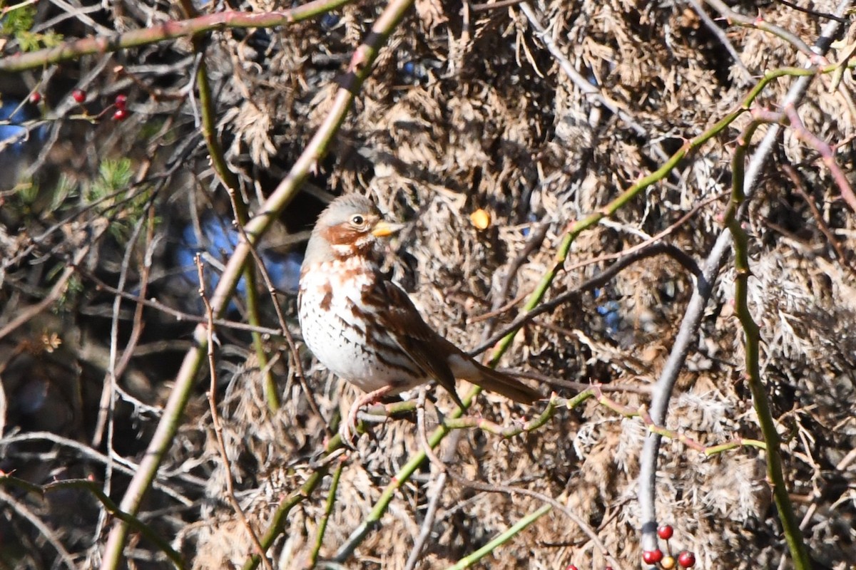 Fox Sparrow (Red) - ML646009726
