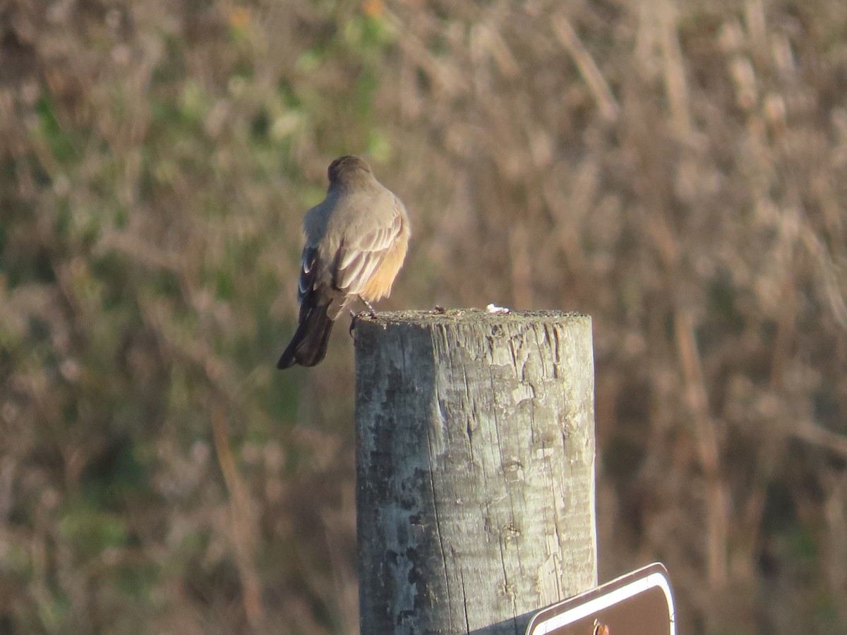 Say's Phoebe - ML646009727