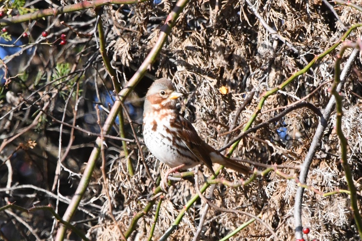 Fox Sparrow (Red) - ML646009728