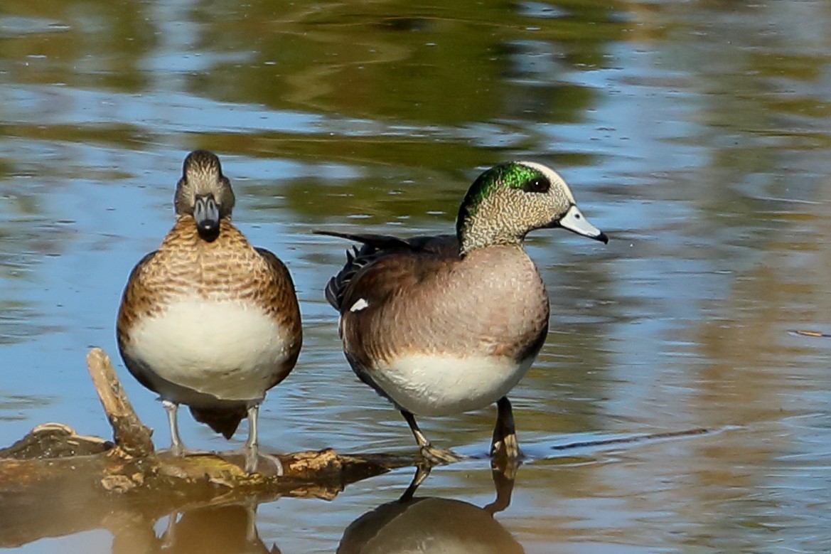 American Wigeon - ML646009730