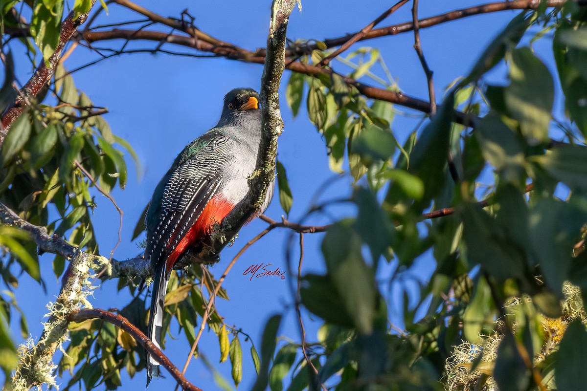 Hispaniolan Trogon - ML646009734