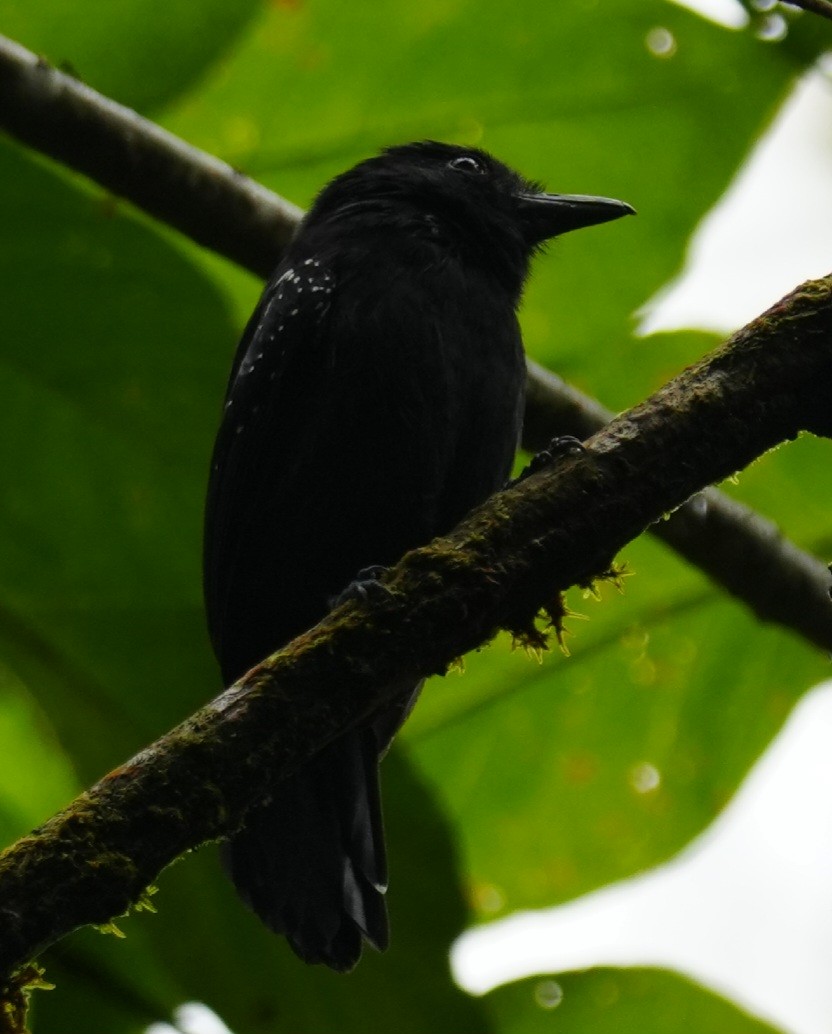 Black-hooded Antshrike - ML646009735