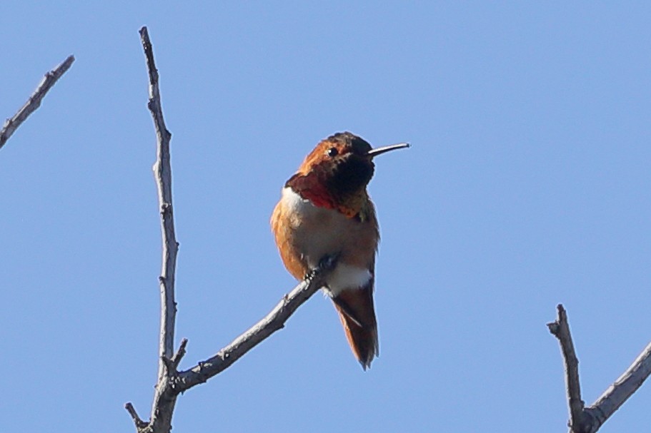 Allen's Hummingbird - ML646009736