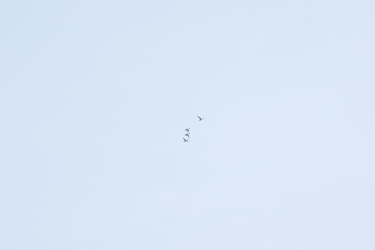 Northern Pintail - ML646009743