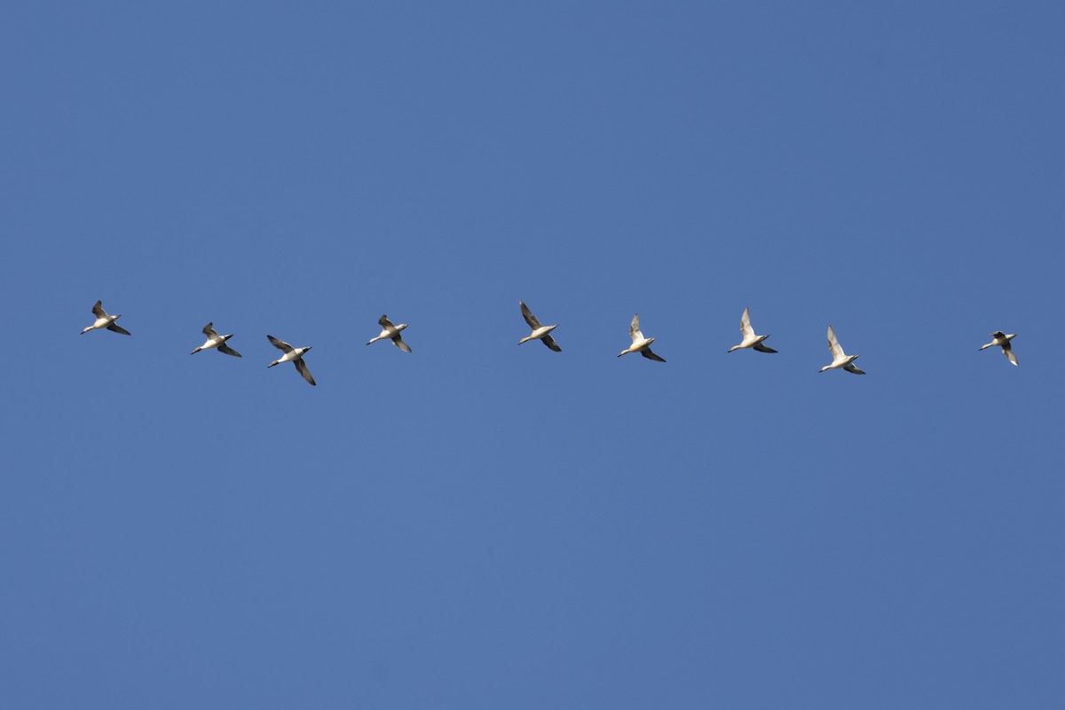 Northern Pintail - ML646009748