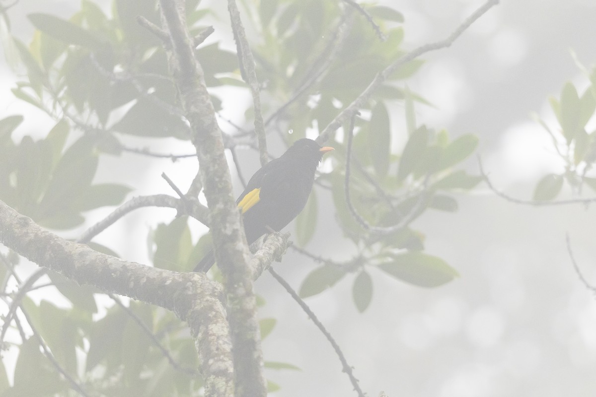 Black-and-gold Cotinga - ML646009749