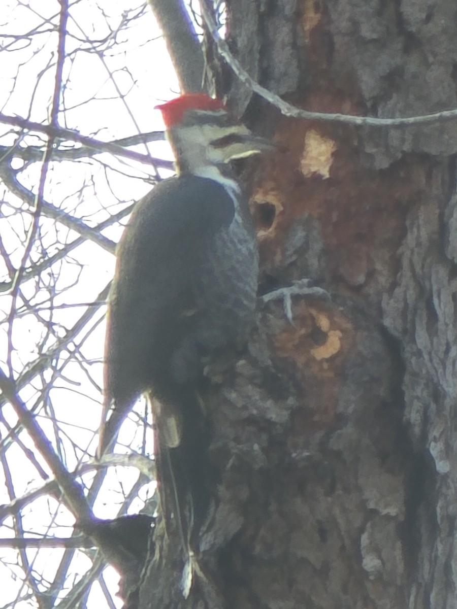 Жовна північна - ML646009751