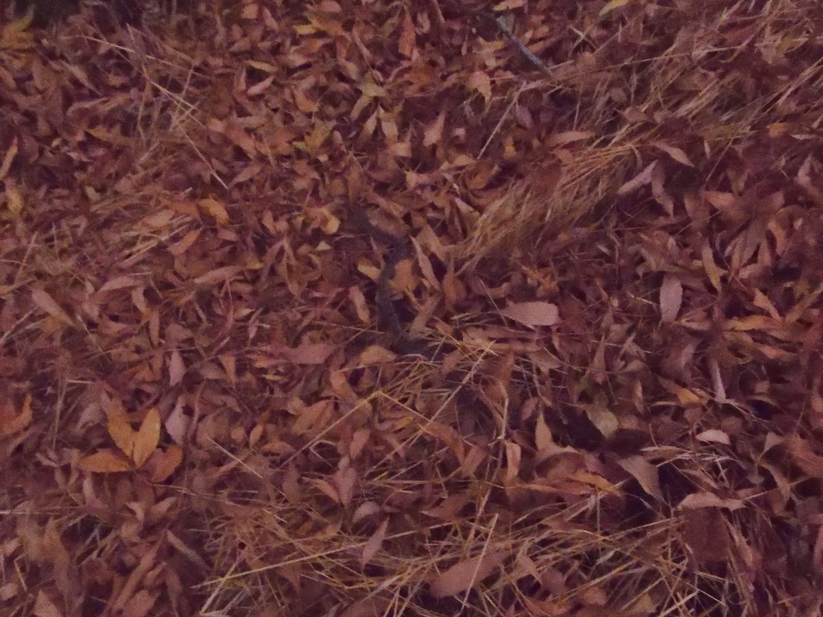 Ladder Snake - ML646009752