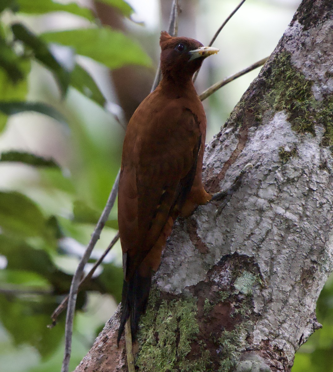 Chestnut Woodpecker - ML646009753