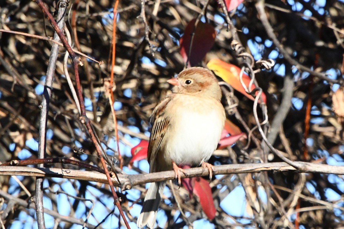 Field Sparrow - ML646009754