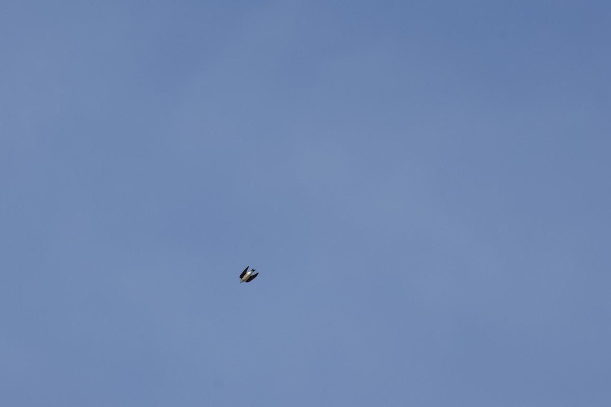 Tree Swallow - ML646009755