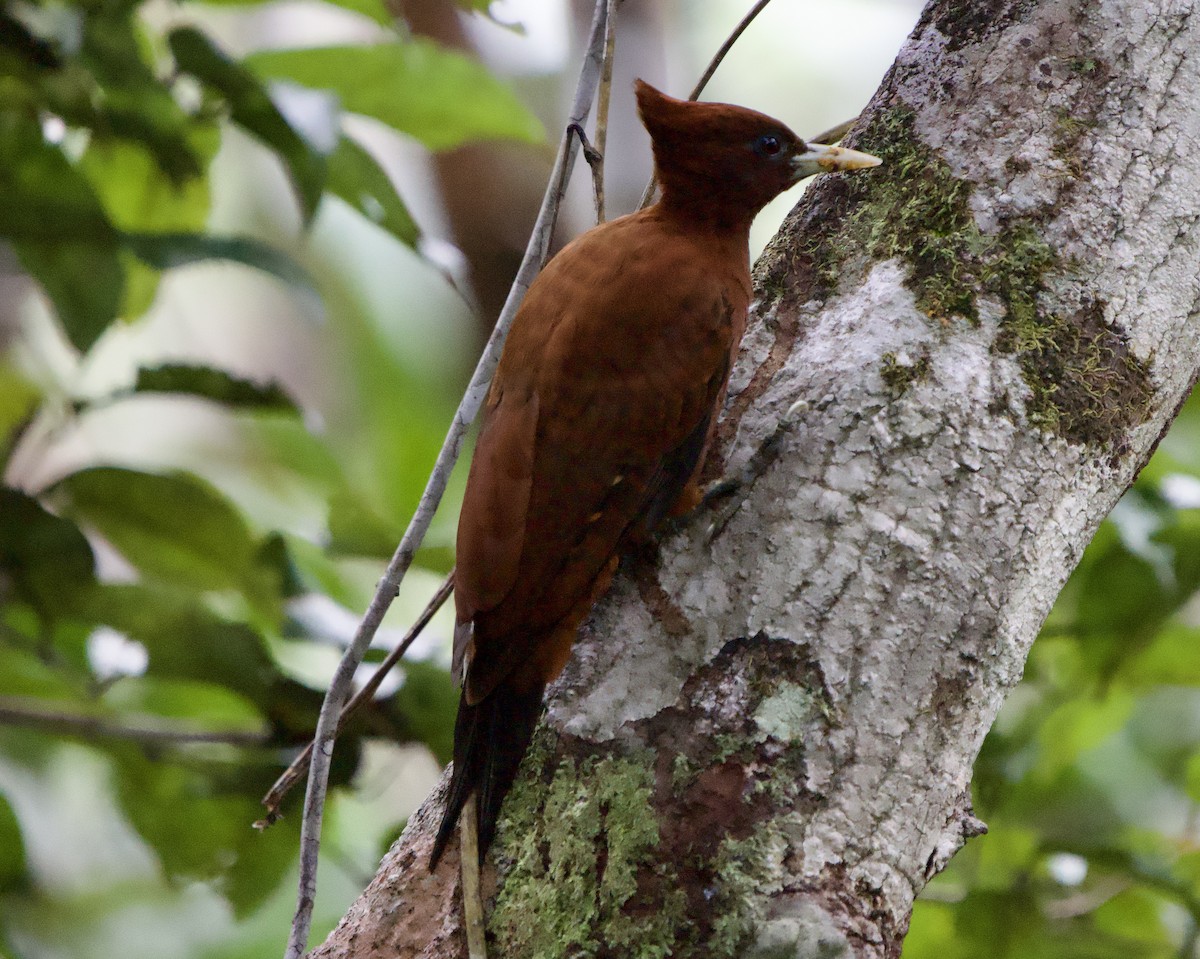 Chestnut Woodpecker - ML646009756
