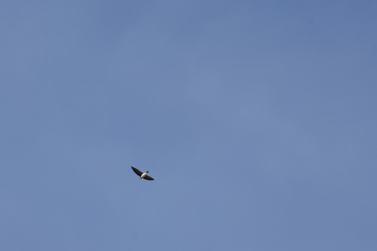 Tree Swallow - ML646009757