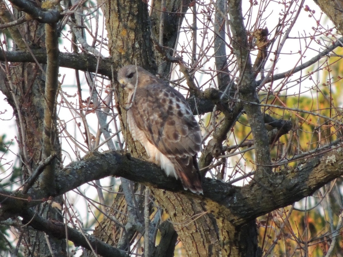 Red-tailed Hawk - ML646009758