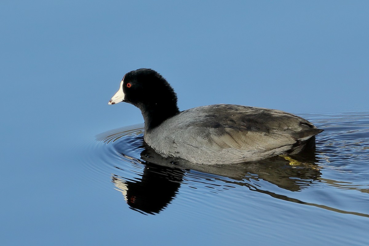 American Coot - ML646009759